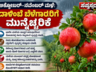 ಮಳೆಗಾಲದ ದಾಳಿಂಬೆ ಬೆಳೆ ಎಚ್ಚರಿಕೆ