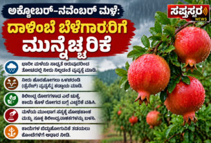 ಮಳೆಗಾಲದ ದಾಳಿಂಬೆ ಬೆಳೆ ಎಚ್ಚರಿಕೆ