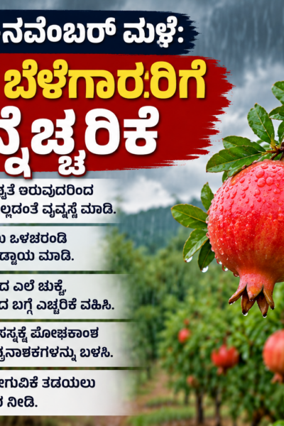 ಮಳೆಗಾಲದ ದಾಳಿಂಬೆ ಬೆಳೆ ಎಚ್ಚರಿಕೆ