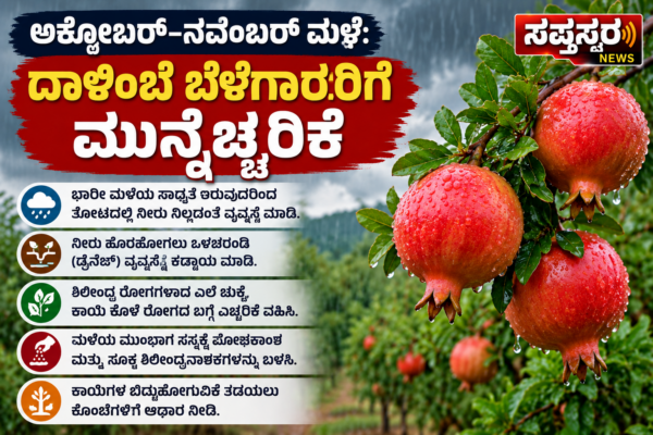 ಮಳೆಗಾಲದ ದಾಳಿಂಬೆ ಬೆಳೆ ಎಚ್ಚರಿಕೆ e1791360153947